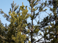 Pinus sylvestris Staszek IMG_3870 Sosna pospolita